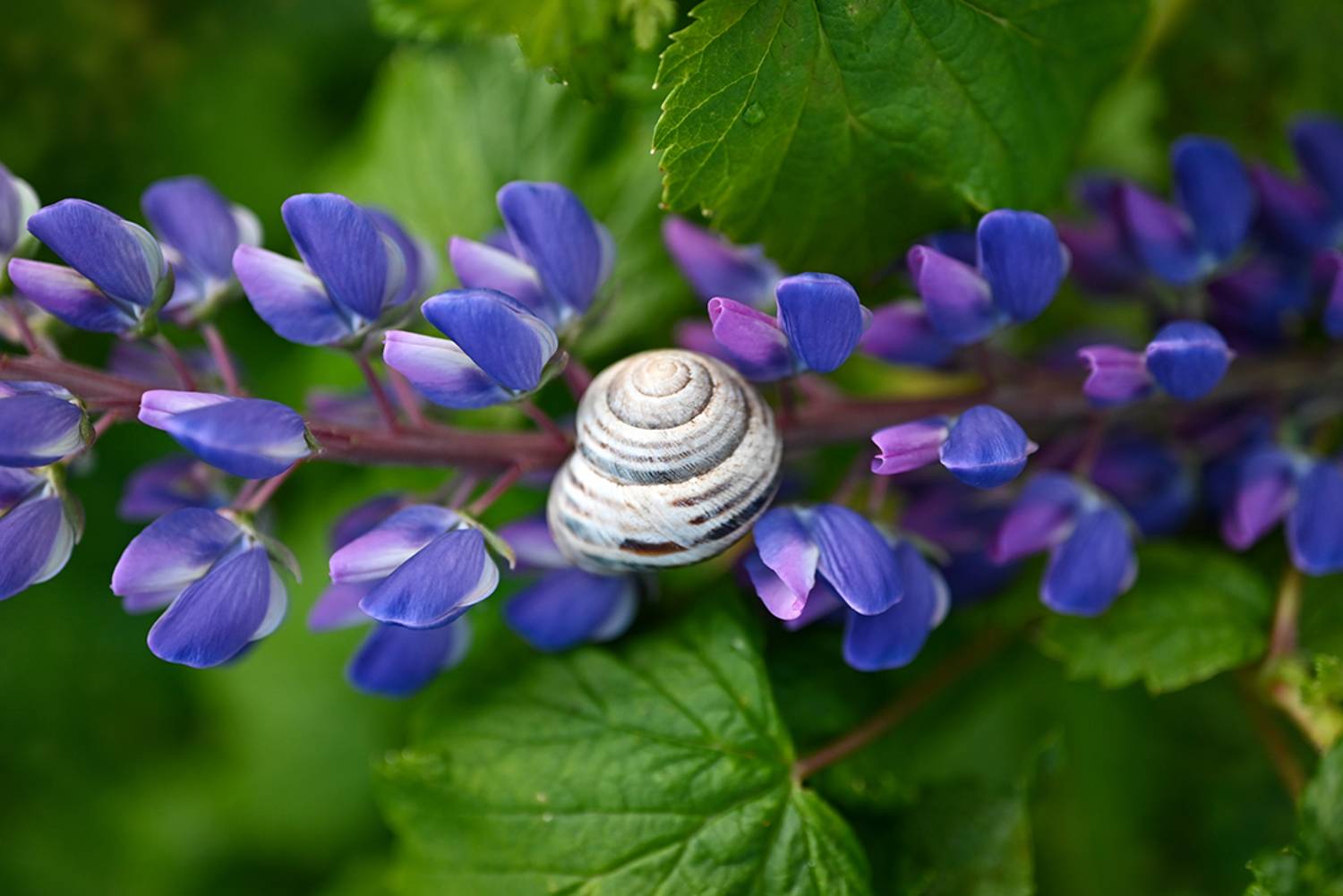 , Калёв Сергей
