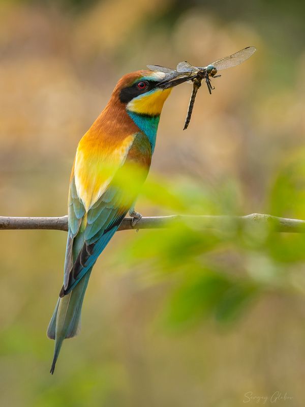 щурка, птицы, пернатые Золотистая щурка фото превью