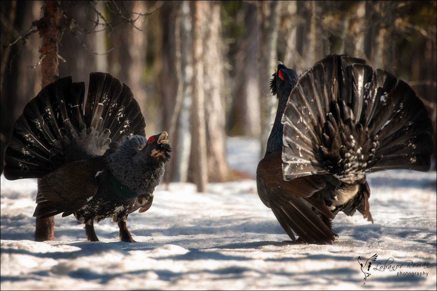 , Лобанов Роман