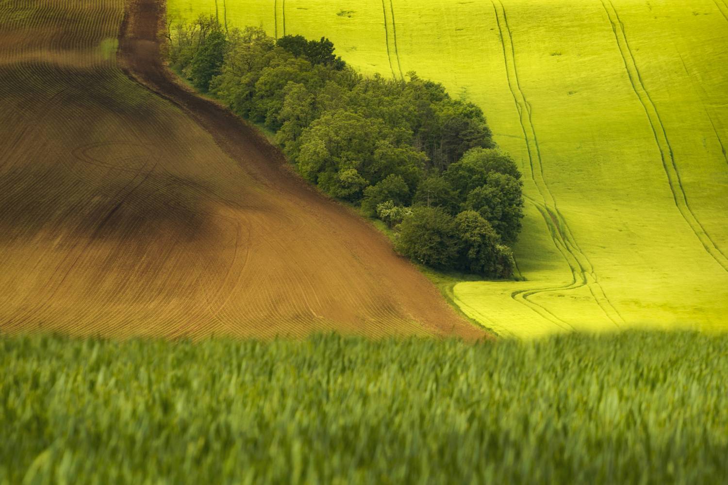 Horizontal, Agriculture, nature, Springtime, Green, Tree, Grass, Landscape, Field, Rural, Island, Grassland, Moravia, MoravskeToskansko, Czech-Republic, Damian Cyfka