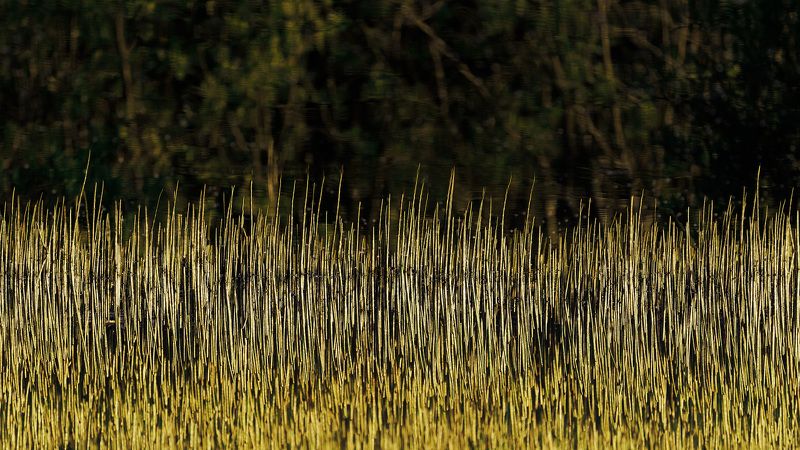 Гребень частоты фото превью