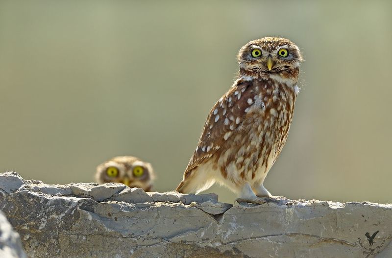 домовой сыч. Братан, сваливай! фото превью