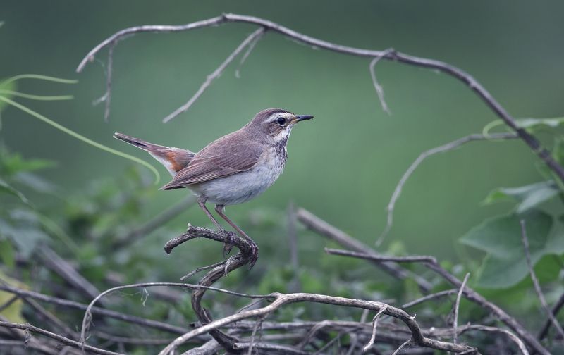 ... фото превью