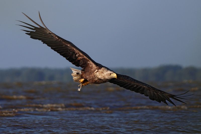 орлан-белохвост, орлан, haliaeetus albicilla, white-tailed eagle, eagle, куршский залив Береговая гвардия фото превью