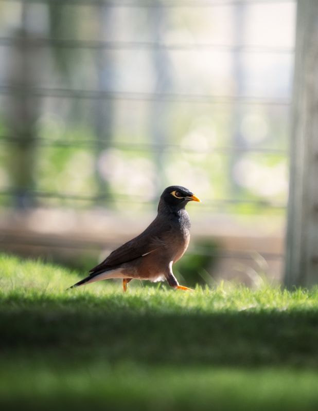 Когда нагрянула проверка (обыкновенная майна) фото превью