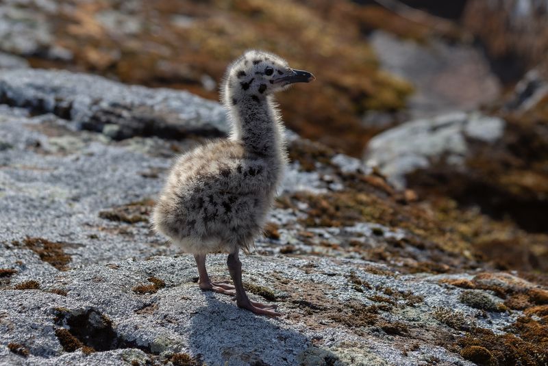 чайка, птенец, потомство, весна, скалы  фото превью