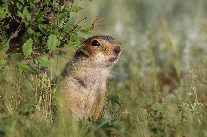 природа, животные, анималистика, звери, суслик Под прикрытием фото превью