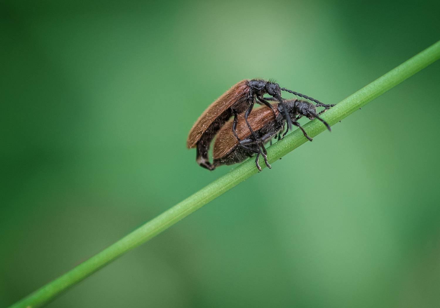 , Рагинская Ольга