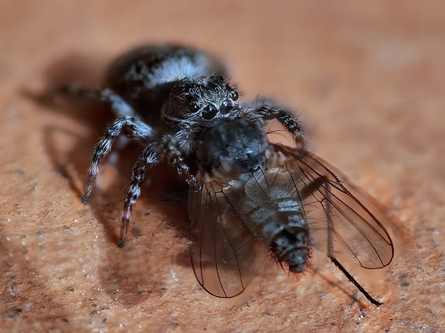 , Кузнецов Дмитрий