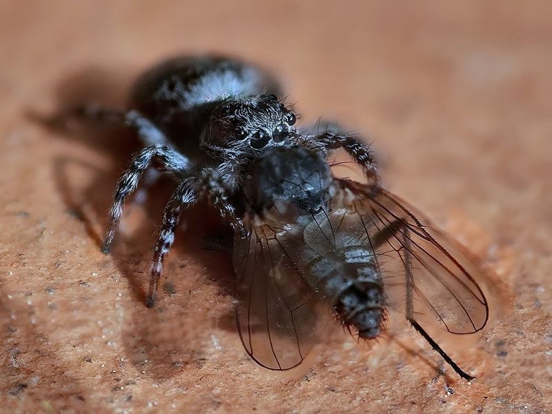 Добыча поймана фото превью