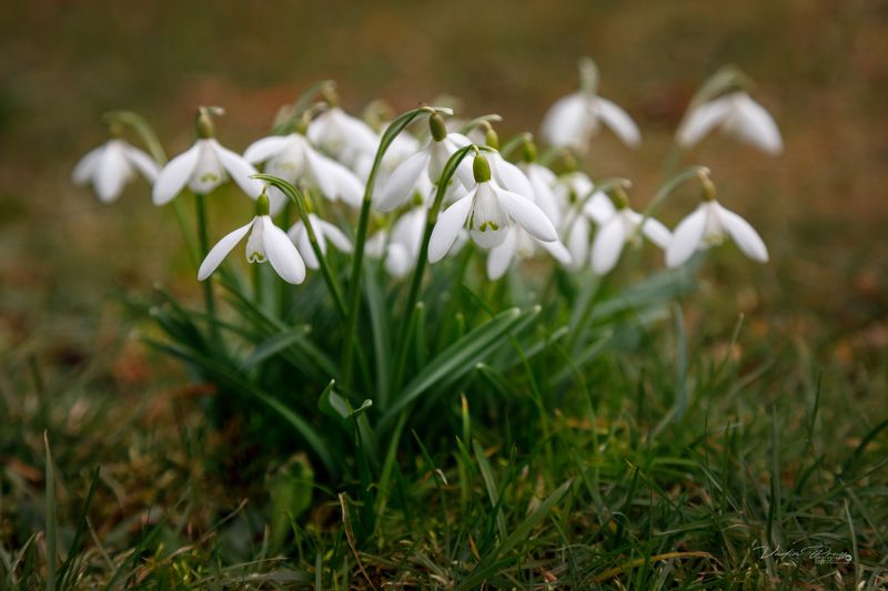 Подснежники. фото превью