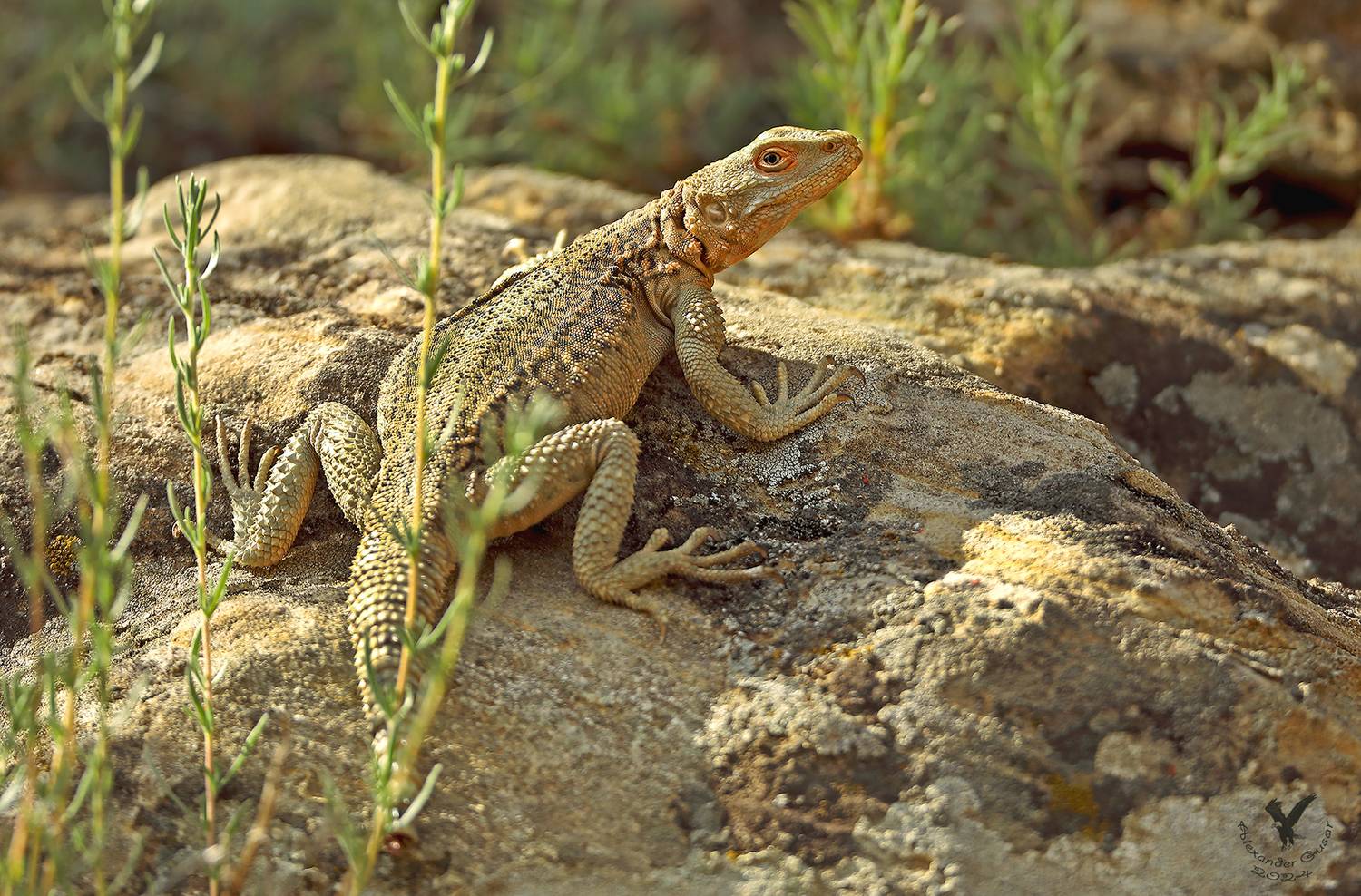 кавказская агама., Гусар Александр