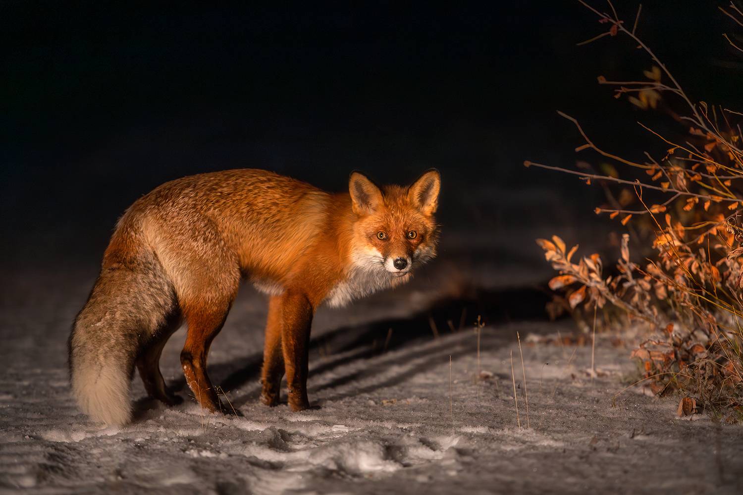 , Alexander Pashenichev