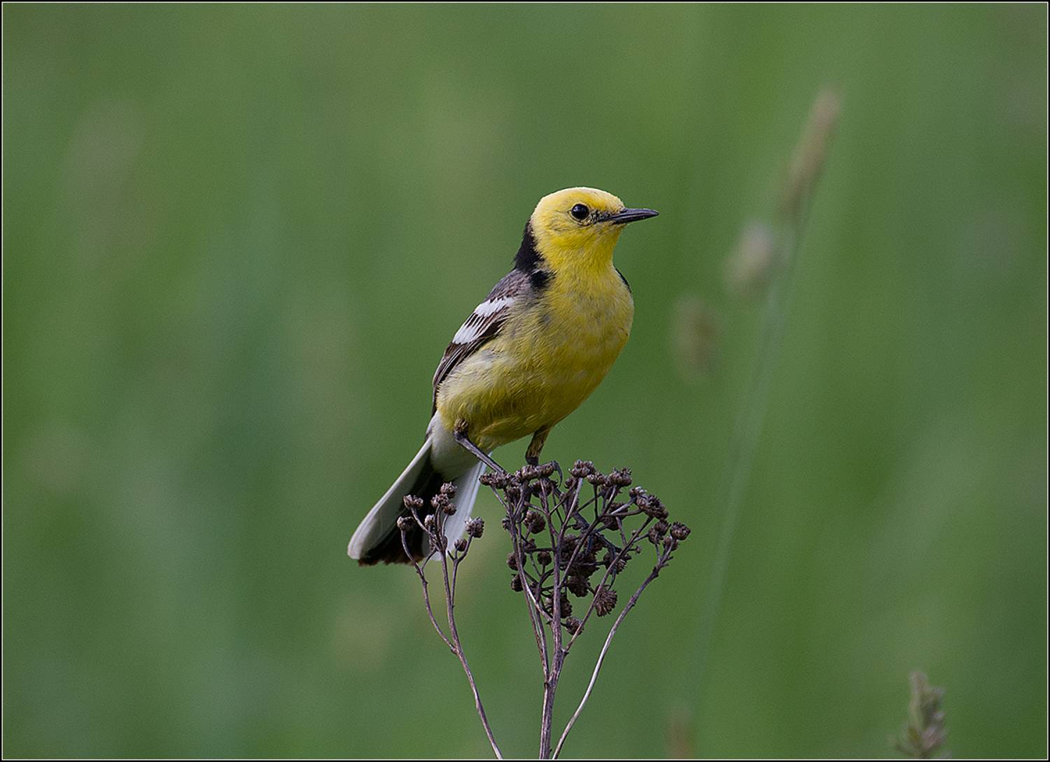 москва, июнь, парк, птица, АНАТОЛИЙ ДОВЫДЕНКО