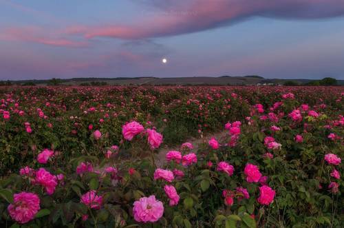 Полнолуние в розах