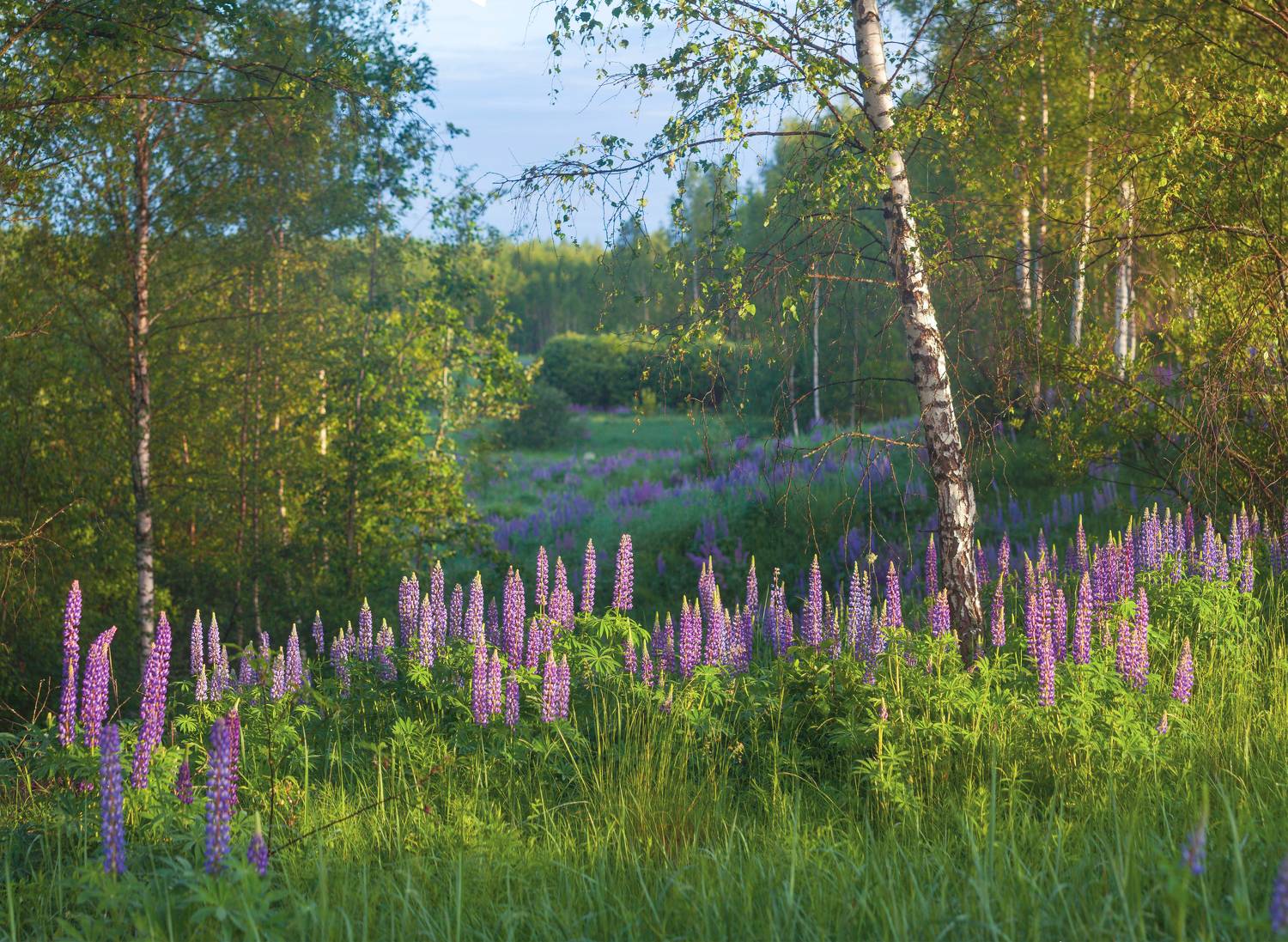 лето, цветы, лес, Свистков Александр