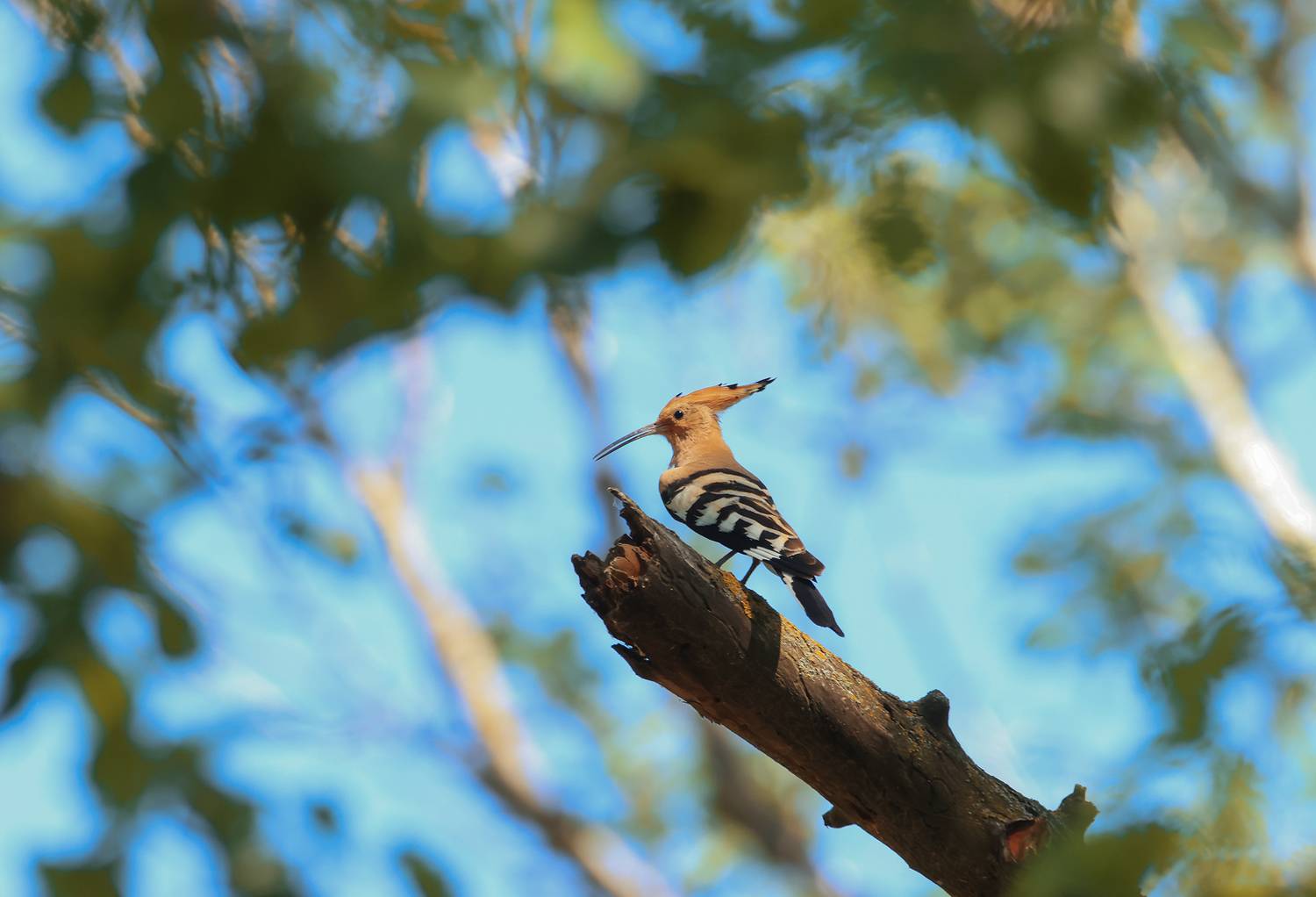 удот,птица,, Magov Marat