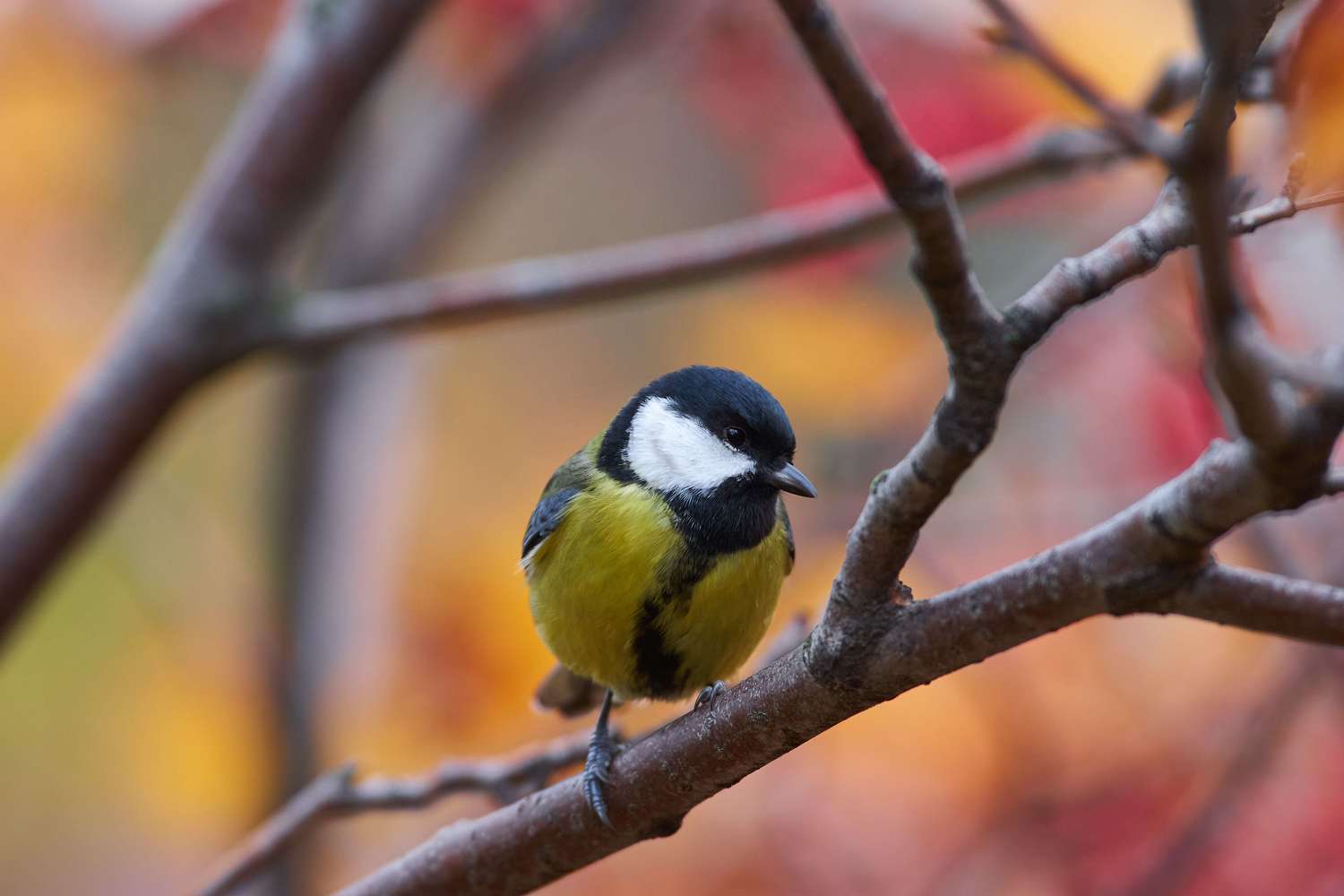 bird, wildlife, volgograd, russia, , Павел Сторчилов