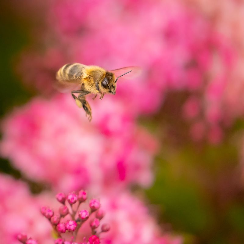 BEE фото превью