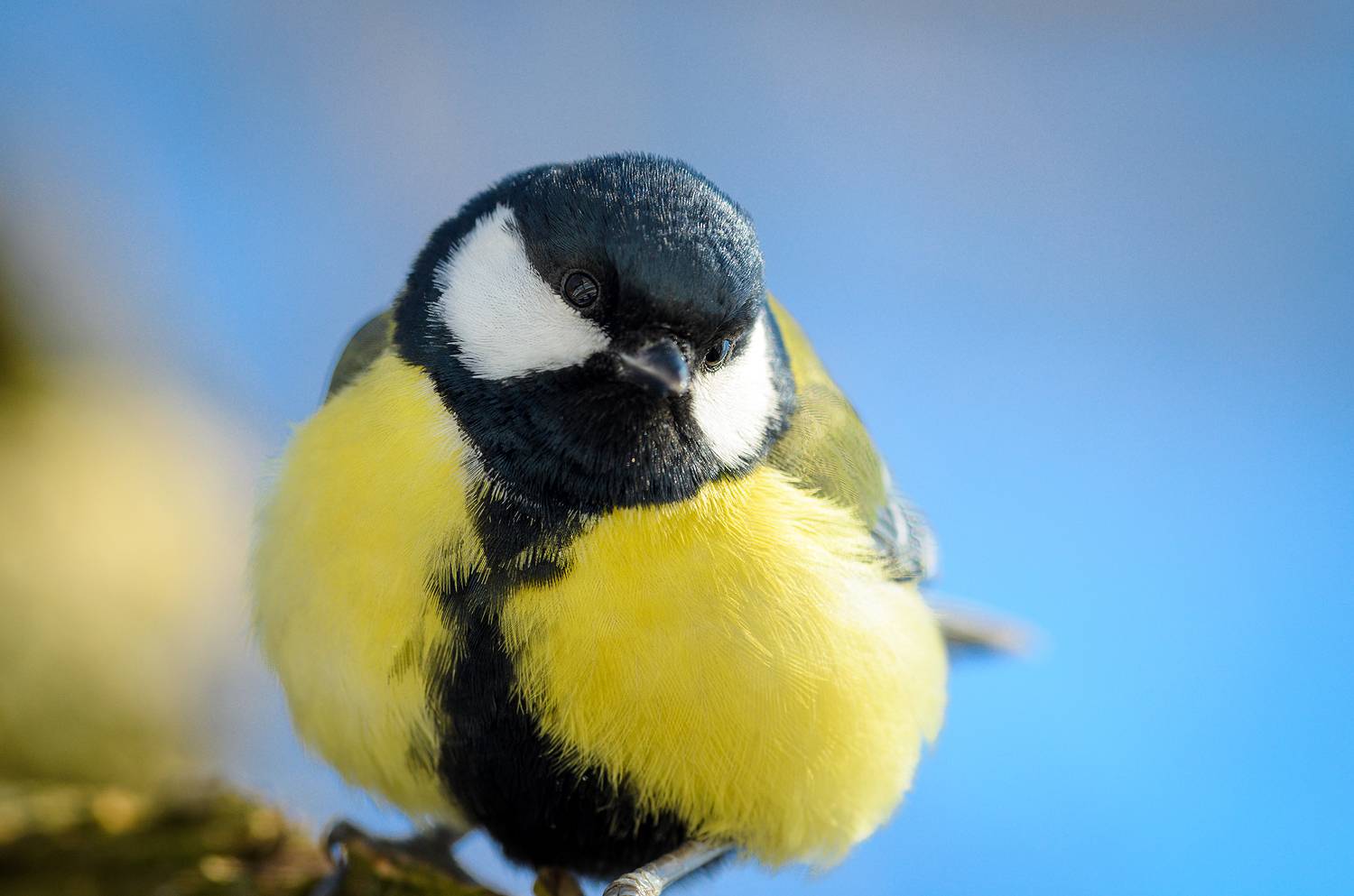 синица птица bird tit, Александр Добыш