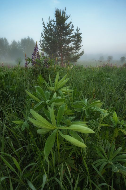 утренний туман фото превью