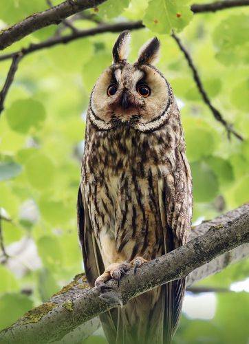 Ушастая сова. (Asio otus)