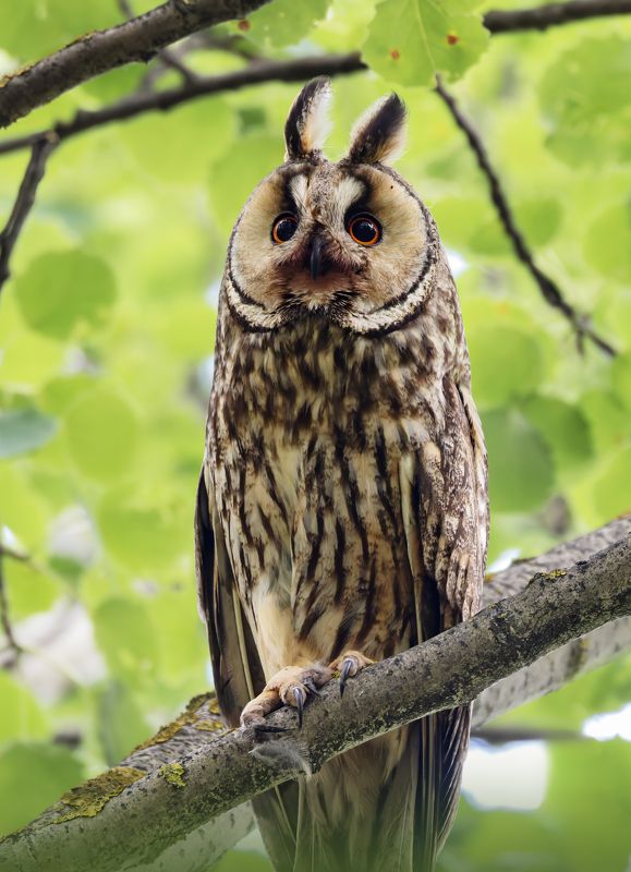 ушастая сова, asio otus, фото птиц, птицы, birds, птицы Ушастая сова. (Asio otus) фото превью