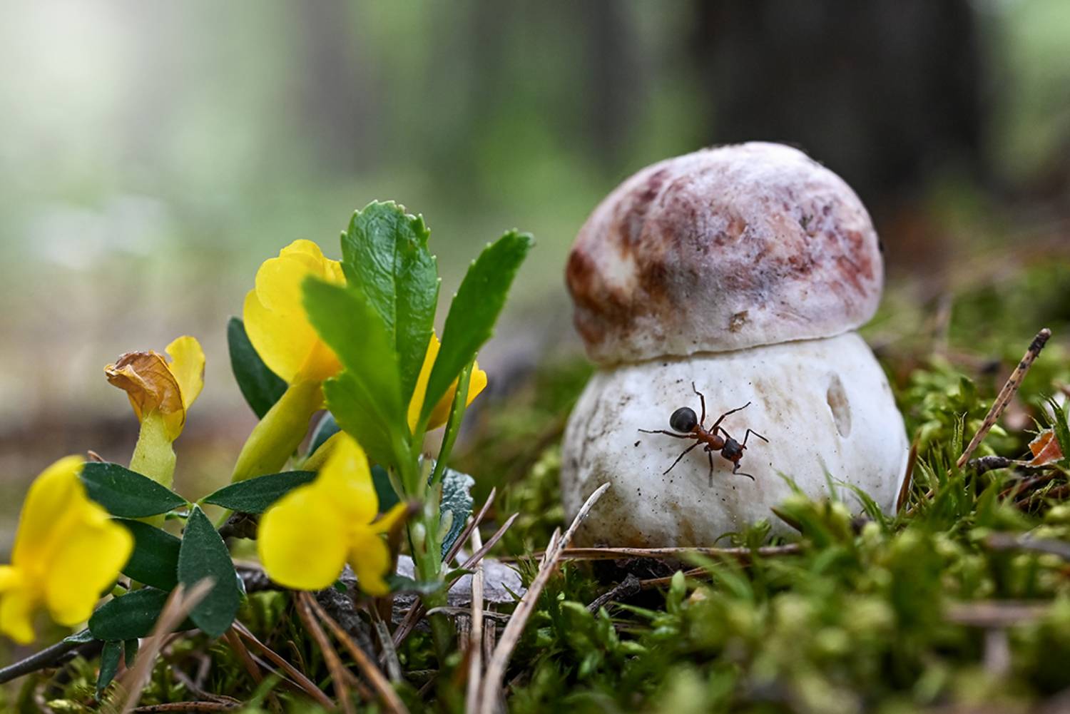 , Калёв Сергей