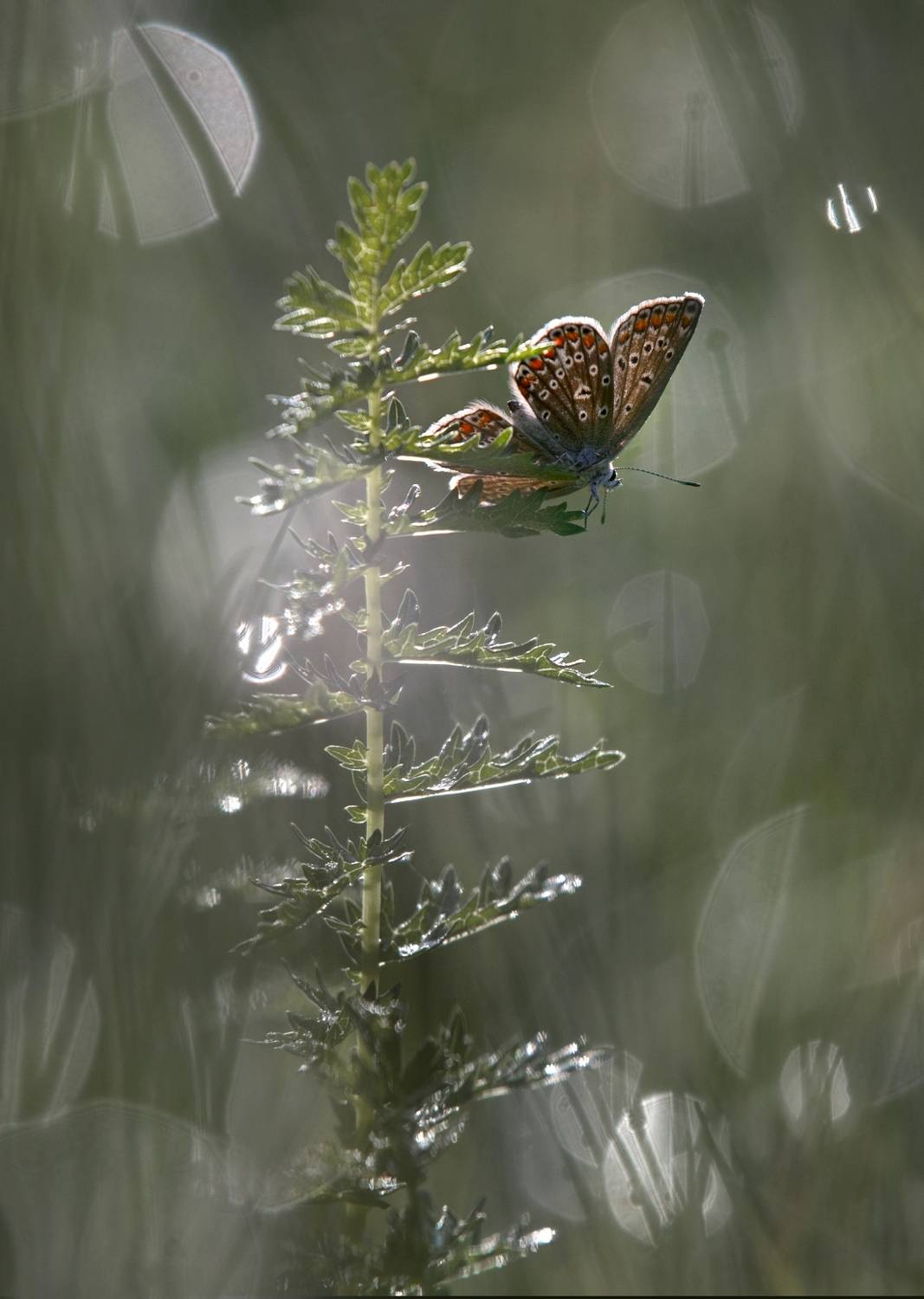 , Баранов Олег