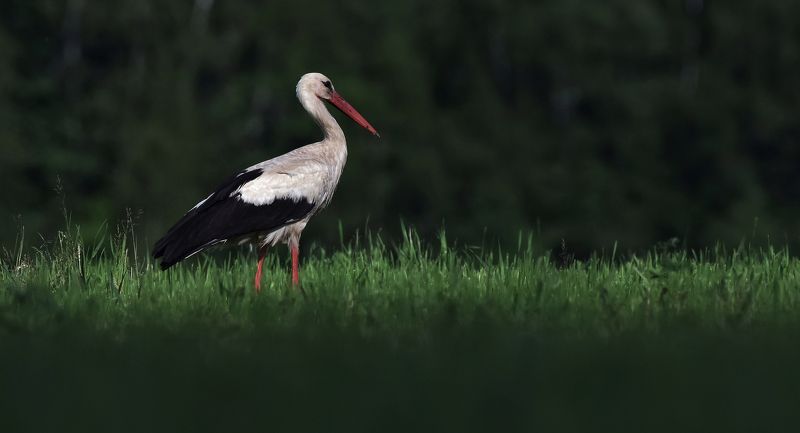 ... фото превью