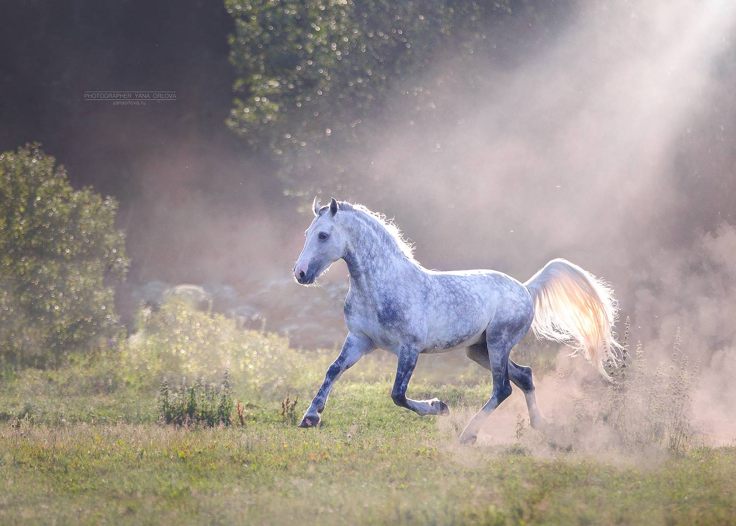 конный фотограф, лошадь, конь, лошади, конная фотография, жеребец, horse,  horses, pferd, конный фотограф яна орлова, Яна Орлова