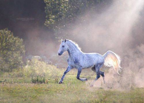 Орловский рысак