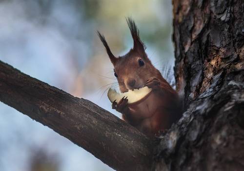 Любитель яблок
