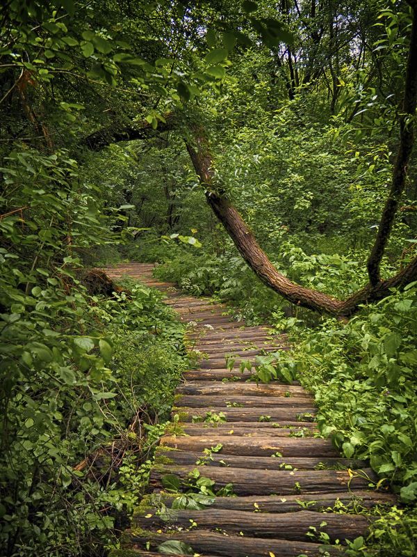 Forest walk 2 фото превью