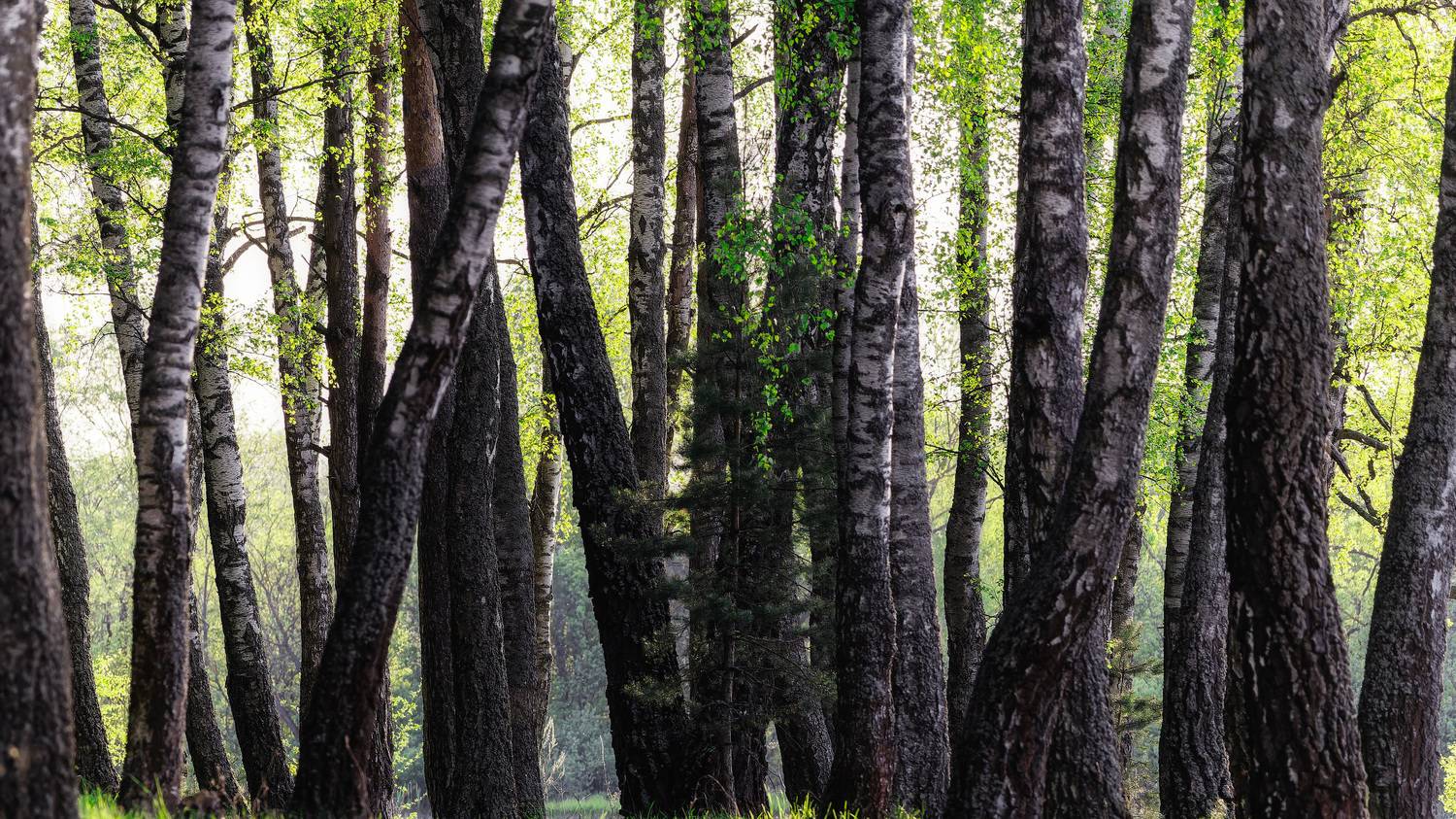 , Загруев Михаил