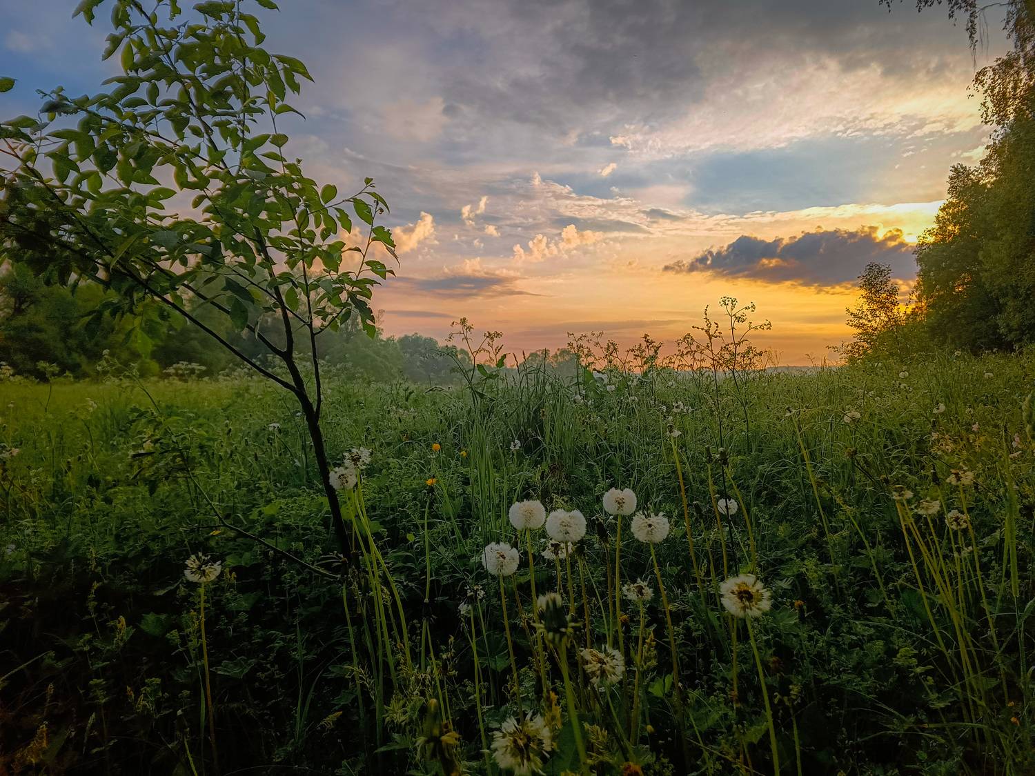 , Кондрашова Светлана