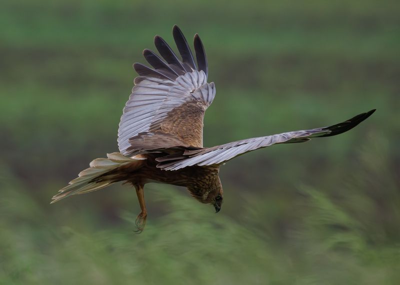 Болотный лунь фото превью