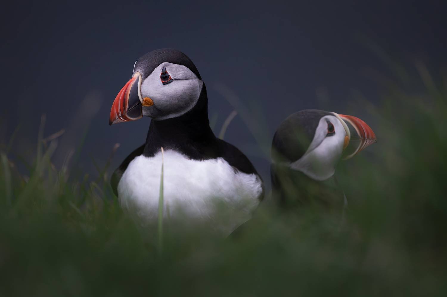 Faroe Islands, Puffins, Daut Remo