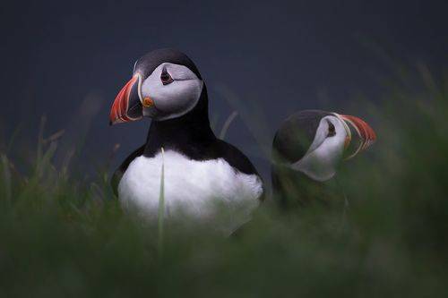 Faroe Island Puffins