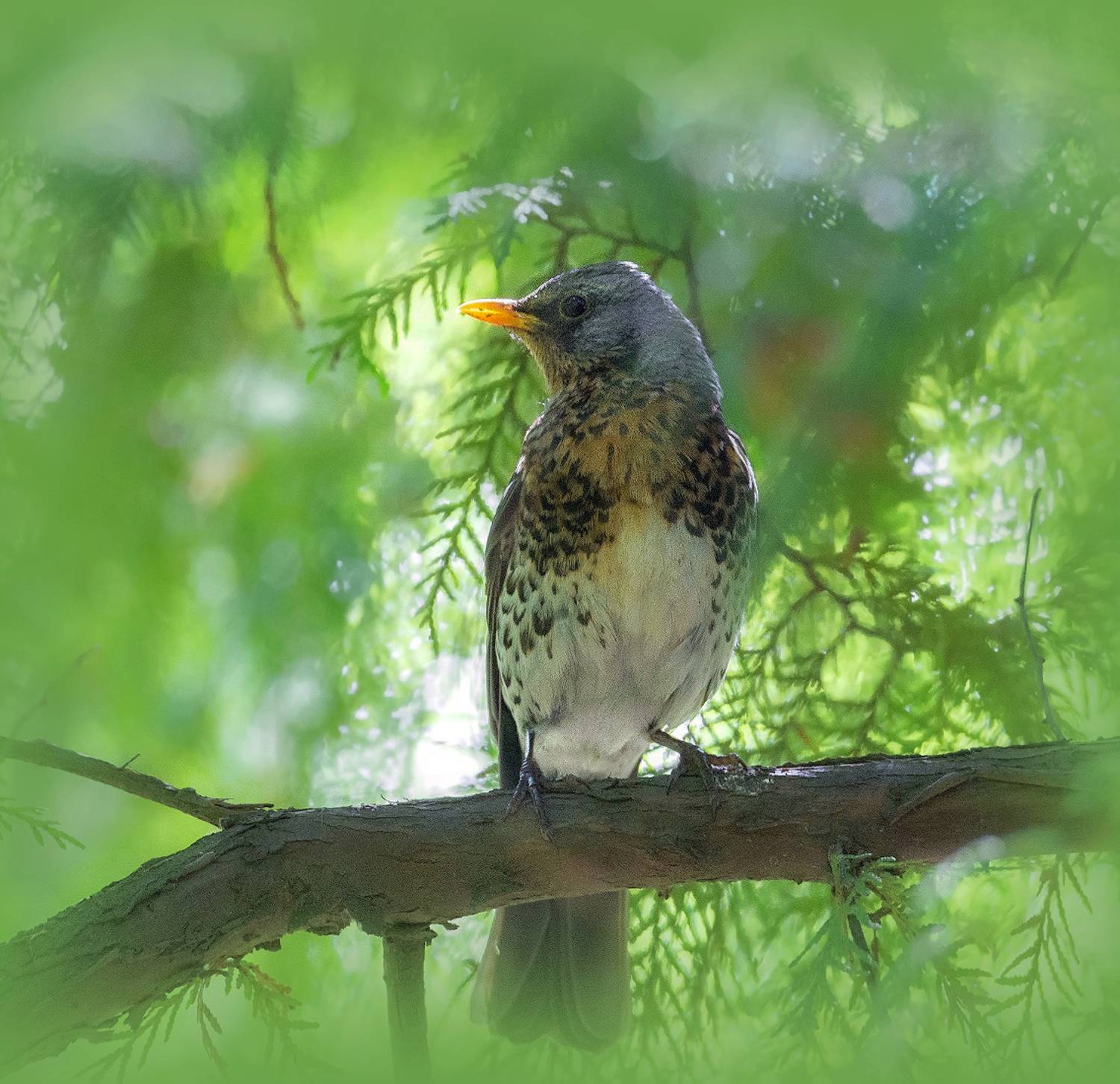 Дрозд, Сергей Аникин