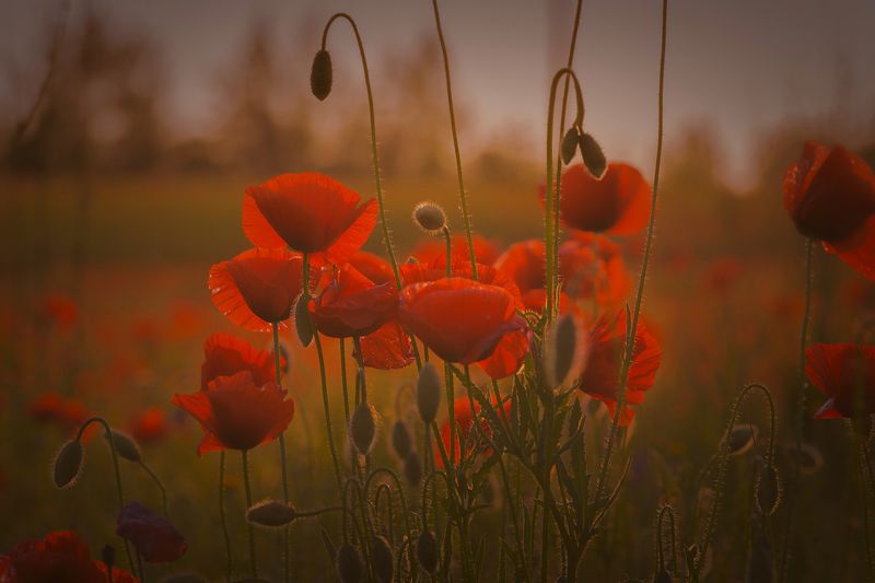 Маки фото превью