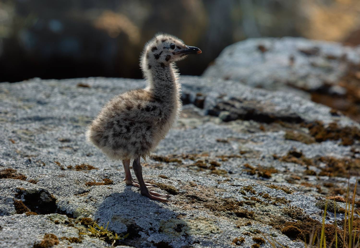чайка, птенец, потомство, весна, скалы, Светлана Холодняк