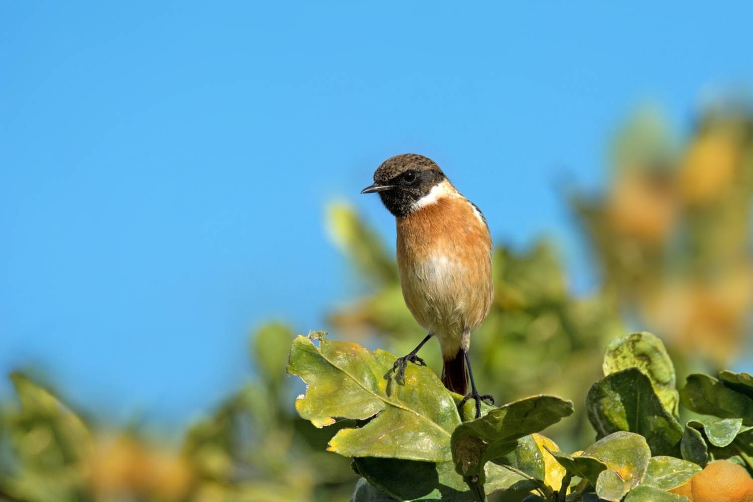 , Людмила Бекман