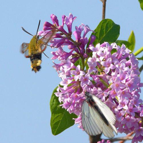 Любители нектара