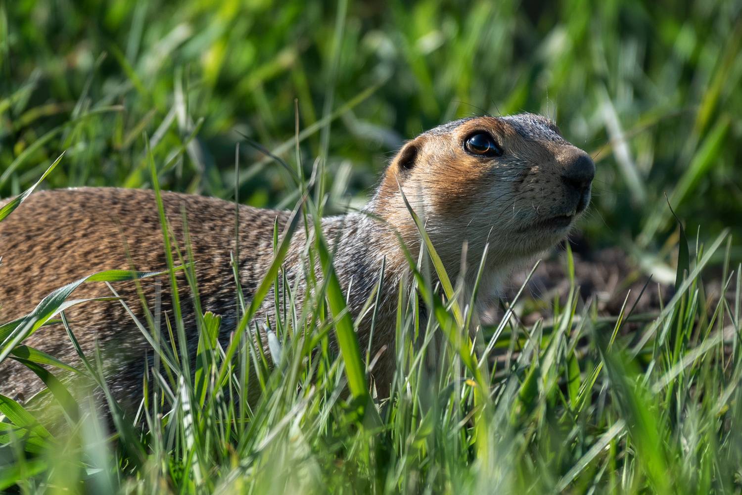, Рагинская Ольга