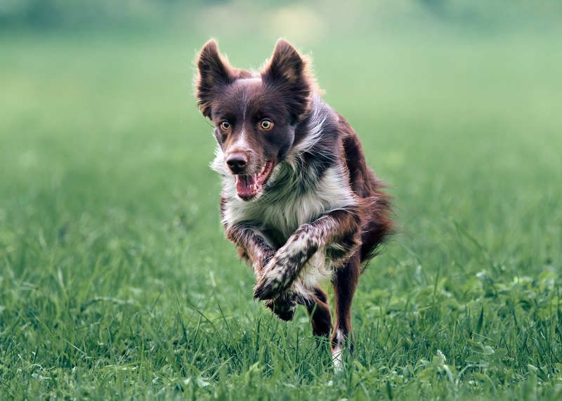 собака бежит Быстрее ветра фото превью