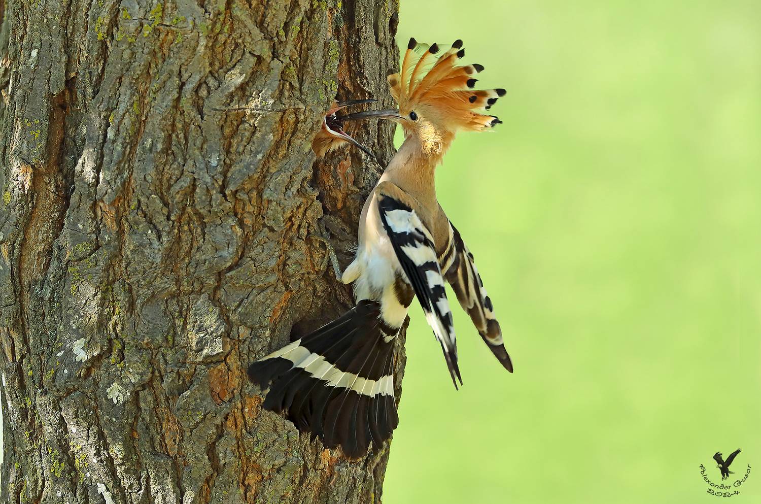 удод., Гусар Александр