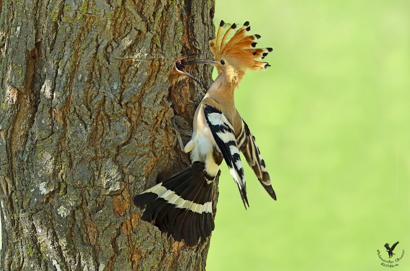удод. Кормилец. фото превью