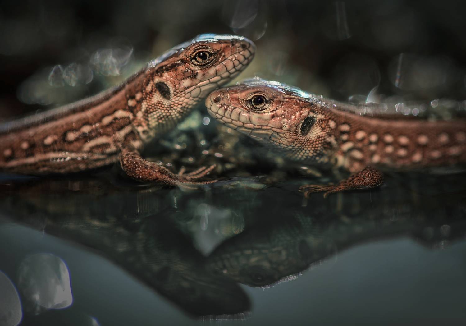 , Лапшина Владлена