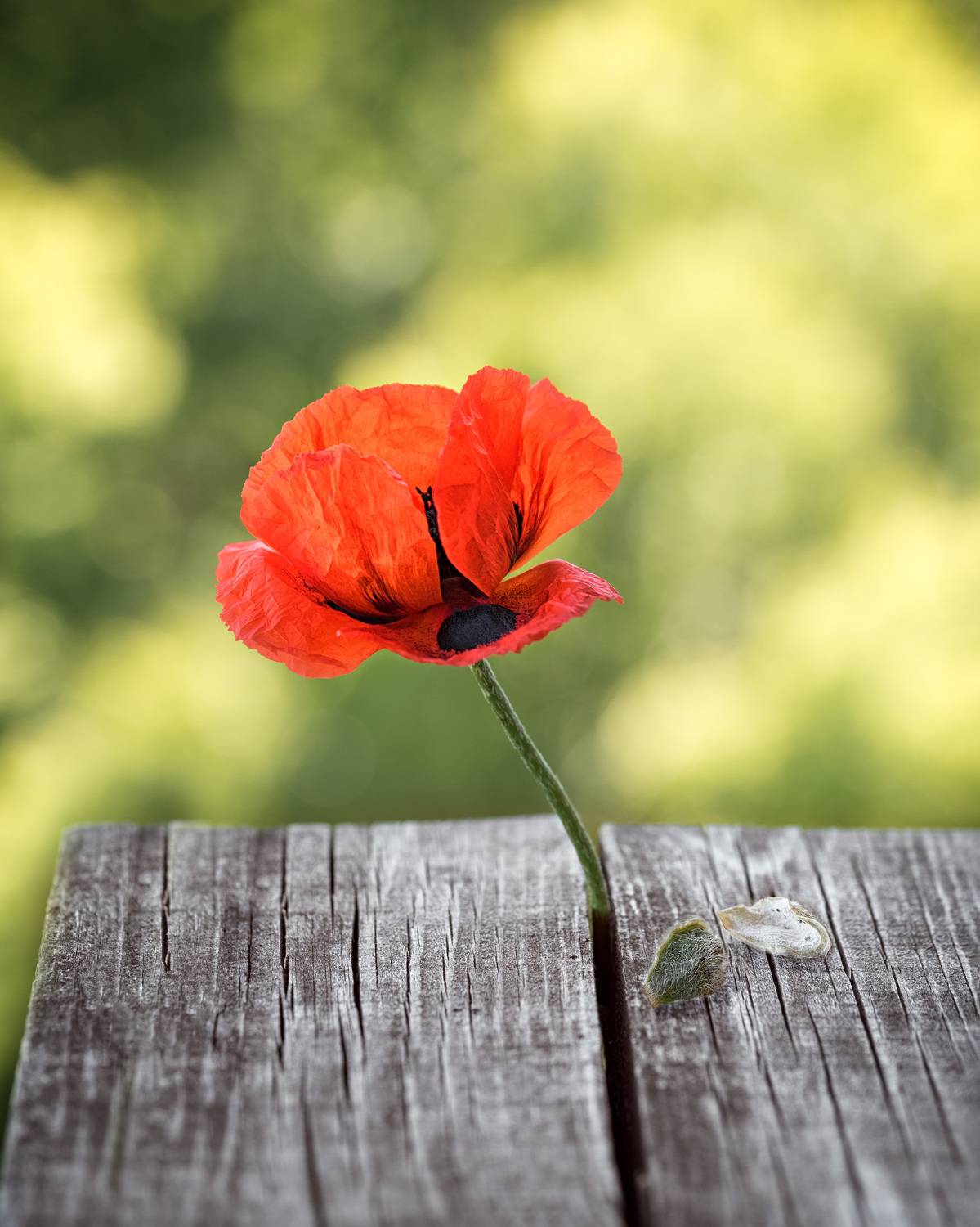 , Рагинская Ольга